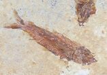 Multiple Knightia Fossil Fish - Wyoming #60791-2